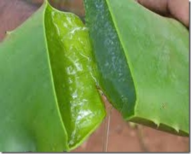 Pulpa de Aloe Vera: Remedios Caseros para el Acné