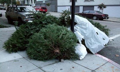 Como Reciclar nuestro árbol de Navidad