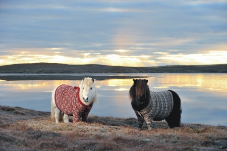 dos-ponis-de-shetland-se-convierten-en-estrellas-virales-2