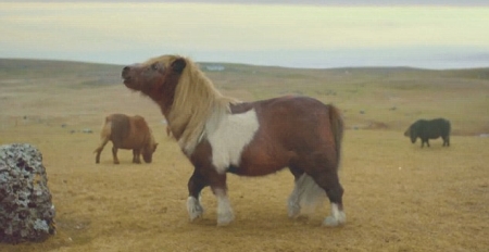 escocia-regresa-con-sus-ponis-de-shetland-ahora-bailarines-1