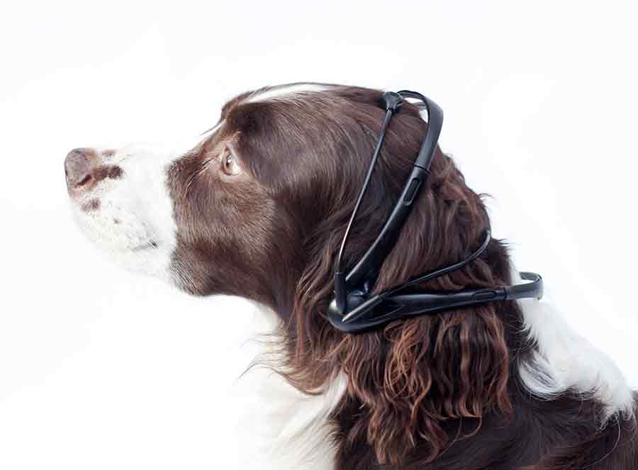 Este es la diadema que tendría el perro y que ayudara a traducir la información cerebral