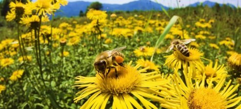 Abejas en peligro de extinción