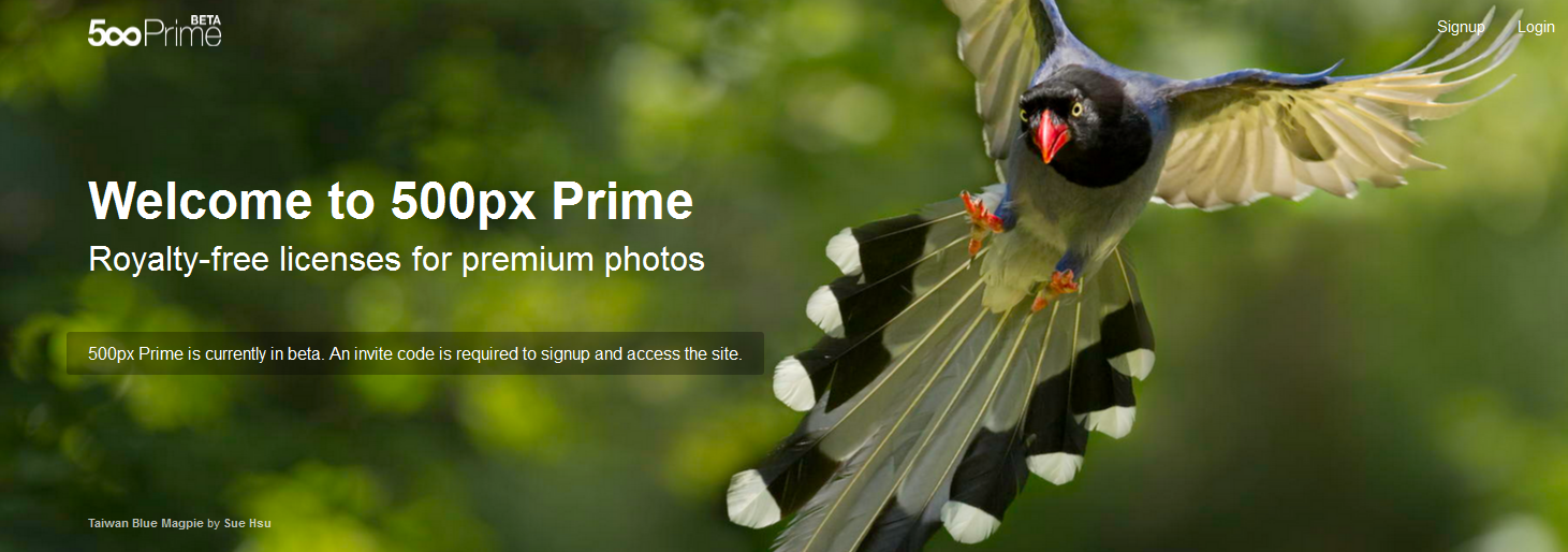 500px Prime