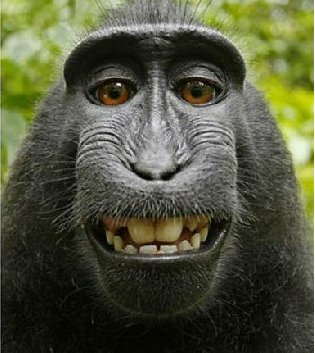 Imagen que origina el problema entre el fotógrafo y Wikimedia