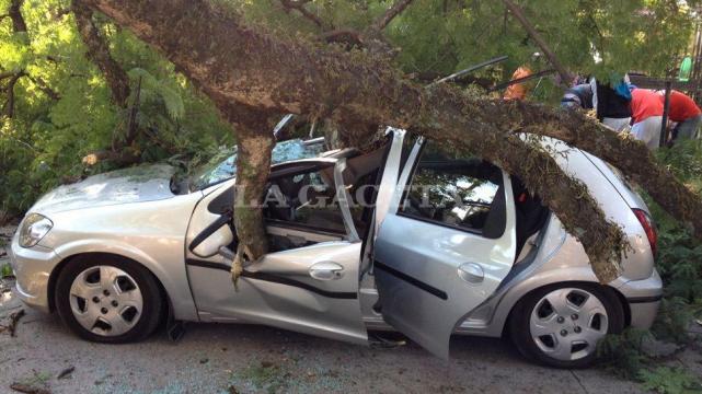 Si un árbol cae sobre tu auto es importante saber que se puede hacer para reparar el daño