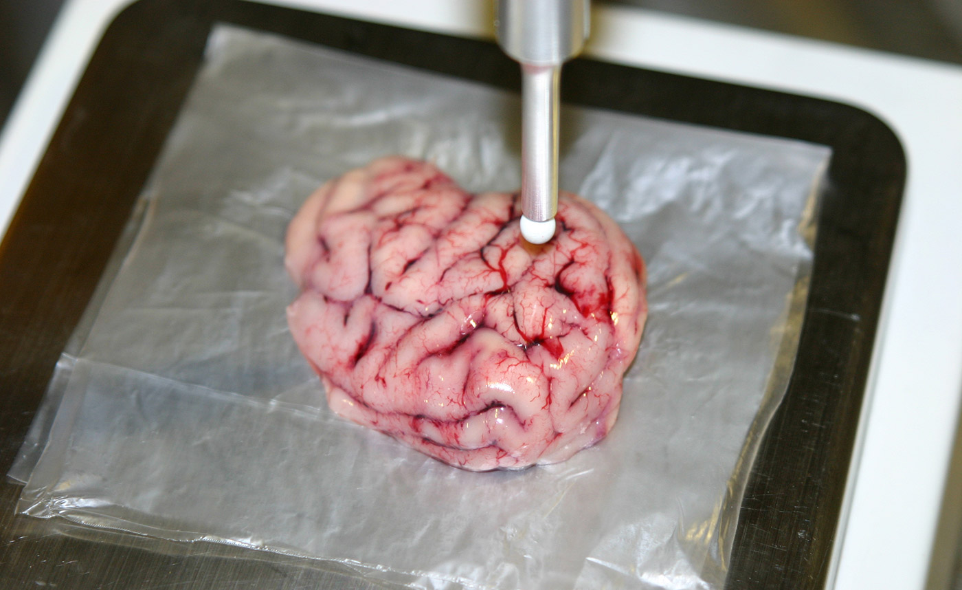 Primeras pruebas en cerebro de cerdo