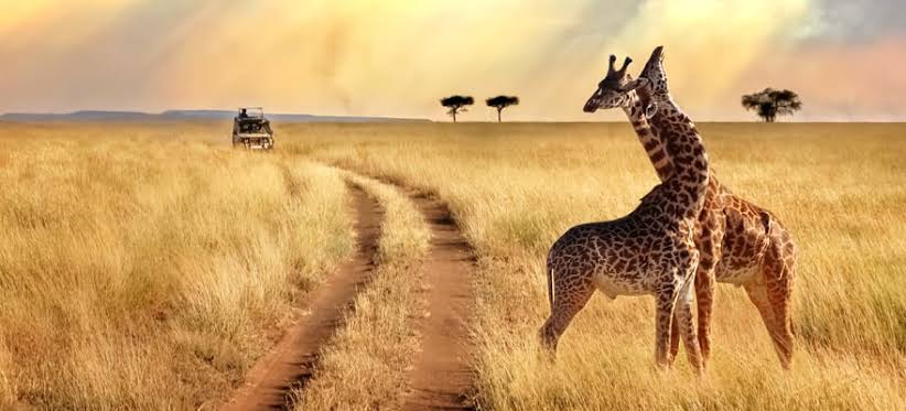 Safaris Africanos para visitar
